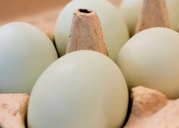 Bijna 1,6 miljoen dozijn eieren teruggeroepen om salmonella