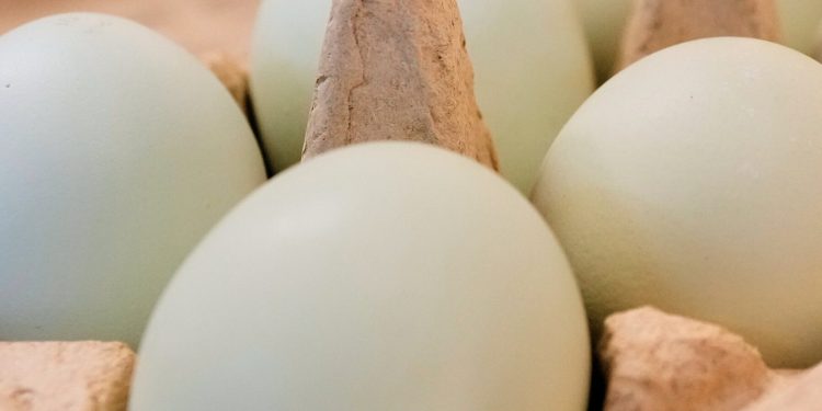 Bijna 1,6 miljoen dozijn eieren teruggeroepen om salmonella