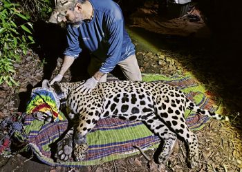 Jaguar legt recordreis van 2100 kilometer af door Amazone