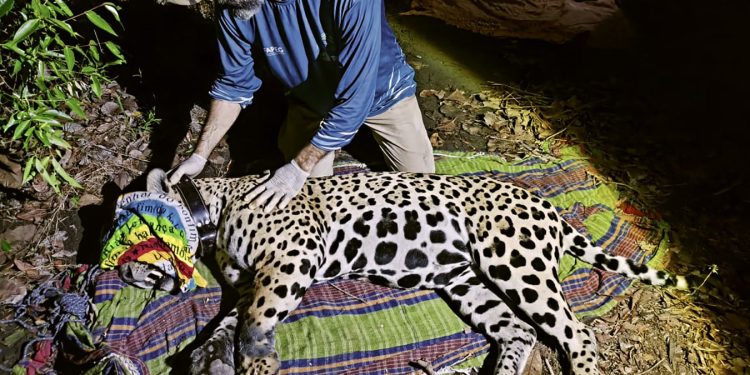 Jaguar legt recordreis van 2100 kilometer af door Amazone