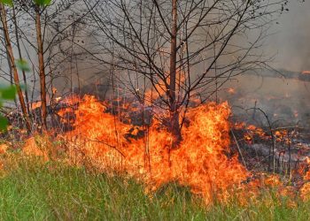 Nieuwe natuurbrand bij Bergeijk terwijl Limburg worstelt