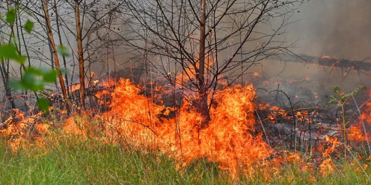 Nieuwe natuurbrand bij Bergeijk terwijl Limburg worstelt